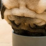 Que-es-la-dieta-para-perros-Barfood