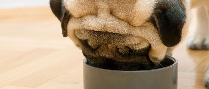 Que-es-la-dieta-para-perros-Barfood