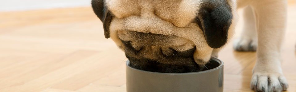 Que-es-la-dieta-para-perros-Barfood