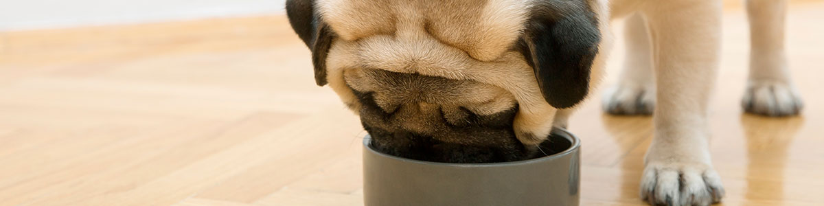 Que-es-la-dieta-para-perros-Barfood