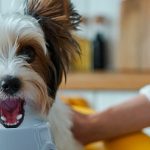 barfood-primeros-pasos