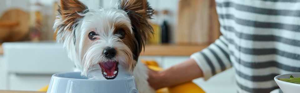 barfood-primeros-pasos