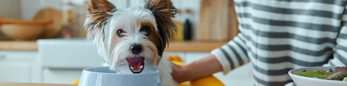 barfood-primeros-pasos