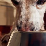 Transicion-a-la-dieta-Barfood--Deshidratado-+-Crudo