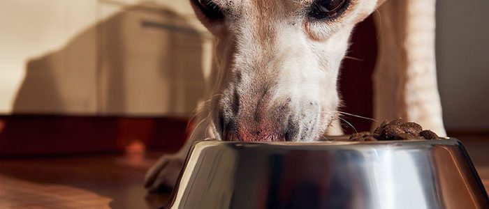 Transicion-a-la-dieta-Barfood--Deshidratado-+-Crudo