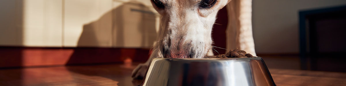 Transicion-a-la-dieta-Barfood--Deshidratado-+-Crudo