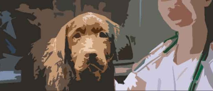 alergias-alimentarias-en-los-perros