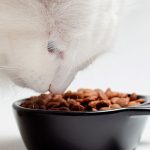 TransiciOn-a-deshidratado-Barfood-gatos