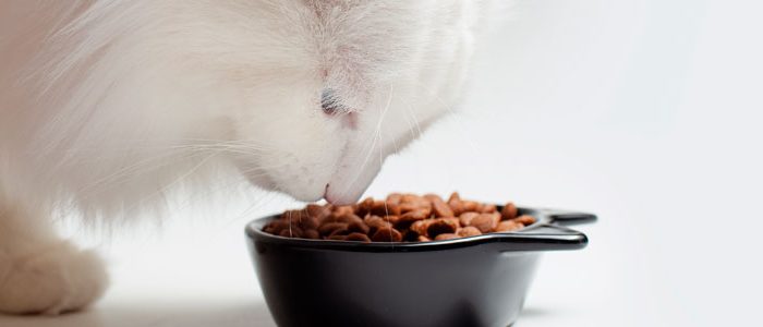 TransiciOn-a-deshidratado-Barfood-gatos