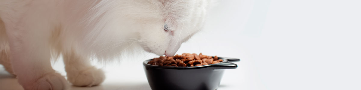 TransiciOn-a-deshidratado-Barfood-gatos