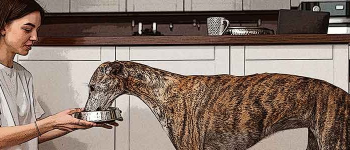 Transición-a-Deshidratado-Barfood-en-perros-2