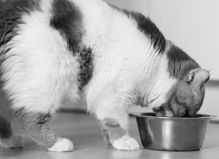transicion-crudo-gato