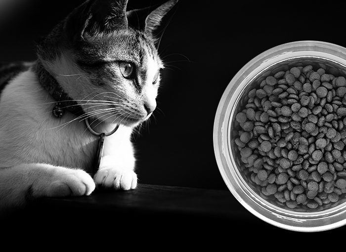 transicion-deshidratado-gato