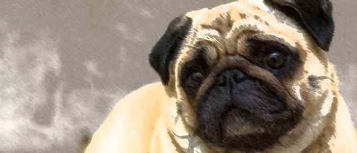 pug