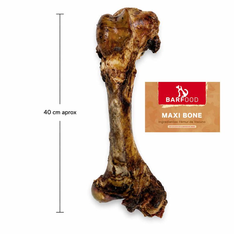 Maxi-Bone-v2