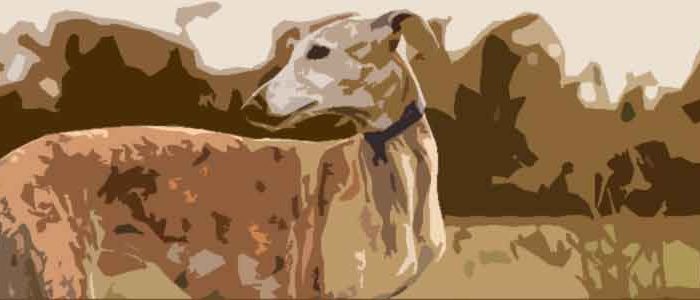 Galgo