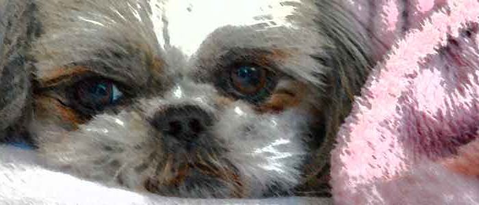 Shih-Tzu