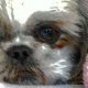 Shih-Tzu