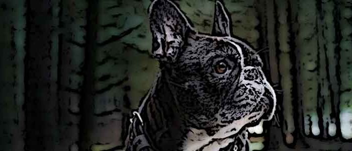 bulldog-frances