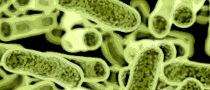 microbiota-intestinal