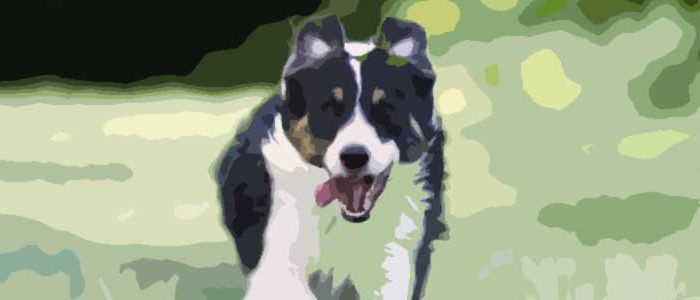 Border-Collie